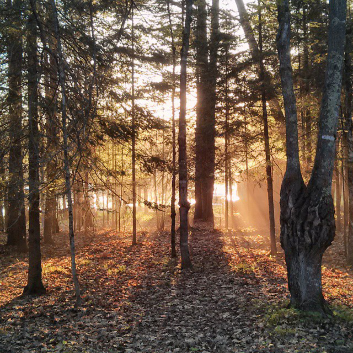 Sunlight Through the Trees at HoneyRock