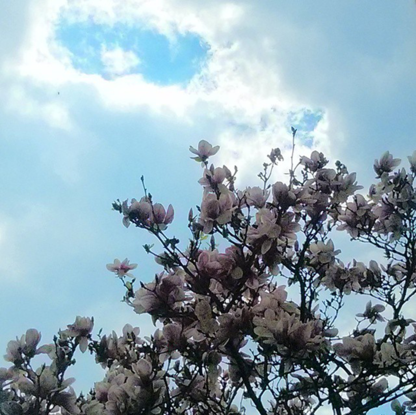 Spring Flowers, Wheaton