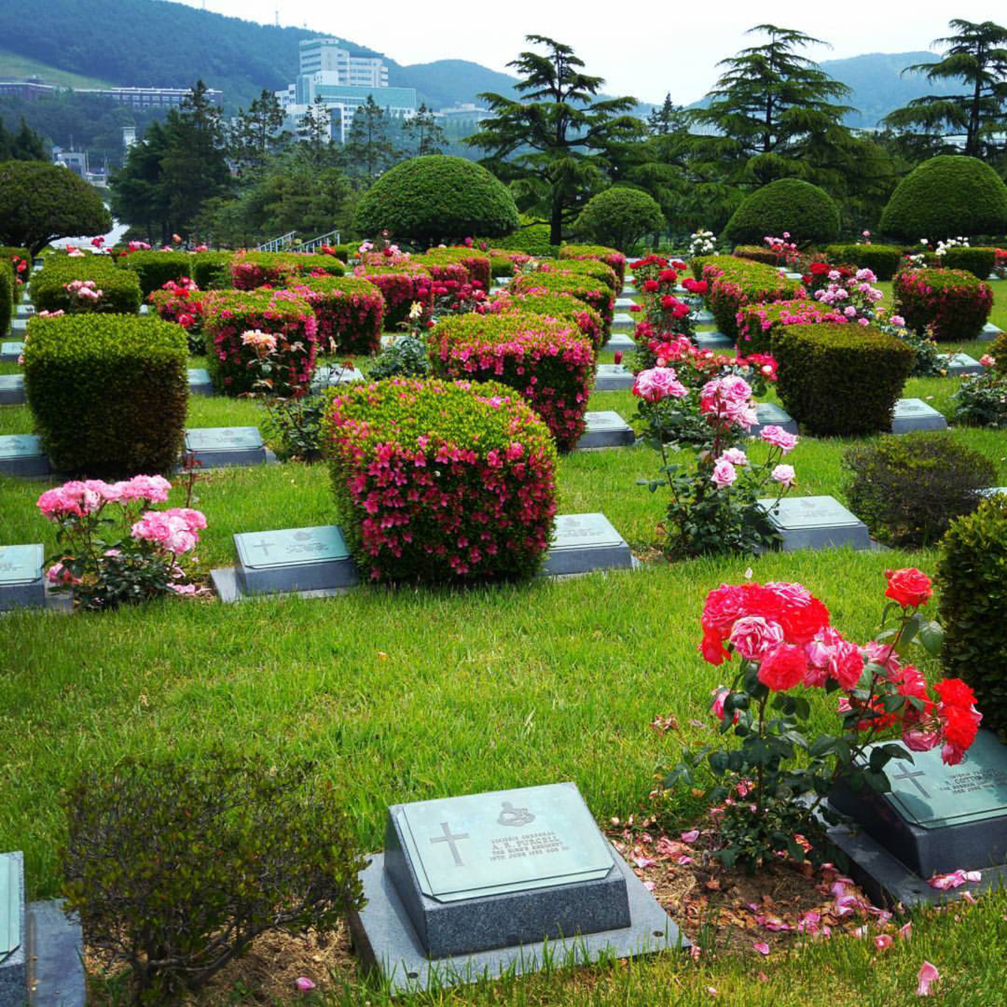 UN Memorial Cemetary, Busan